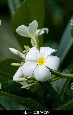 Plumeria obtusa Singapore White Frangipani Flowers, Queensland, Credit:ChrisLJones / Avalon Stockfoto