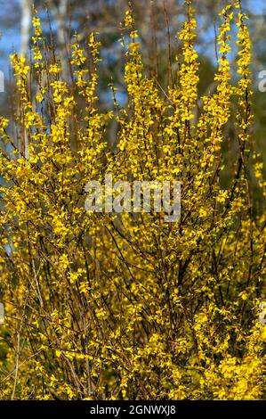 Forsythia x intermedia 'week end' (Courtalyn) eine Winterfrühlingsblüte Strauchpflanze, die eine frühlingsgelbe Blume und blattlos hat Wenn in der Blüte Stockfoto