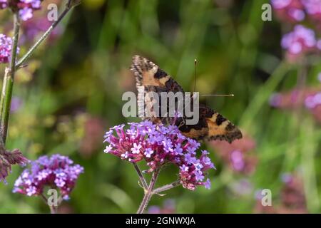 Gemalte Dame Schmetterling (Vanessa cardui) Fütterung auf einer lila Verbena bonariensis Blume mit Flügeln ausgestreckt während der Sommersaison, Makro c Stockfoto