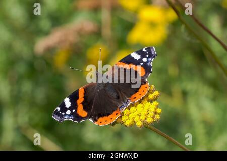 Roter Admiral Schmetterling (Vanessa atalanta) ruht auf einer gelben Achillea filipendulina 'Gold Plate' Blumenpflanze während der Sommersaison, Makro-Nahaufnahme Stockfoto