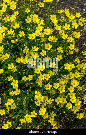 Linum flavum a  spring summer flowering semi evergreen plant with a yellow springtime flower commonly known as golden flax, stock photo image Stock Photo