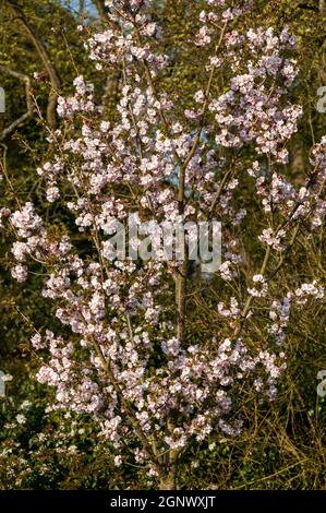 Prunus 'Matsumae hayazaki' (japanischer Kirschbaum) Eine frühlingsblühende Strauchpflanze oder ein kleiner Baum mit rosa Eine Blütenblüte in der Frühlingszeit sto Stockfoto