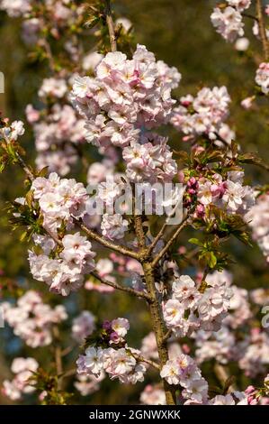Prunus 'Matsumae hayazaki' (japanischer Kirschbaum) Eine frühlingsblühende Strauchpflanze oder ein kleiner Baum mit rosa Eine Blütenblüte in der Frühlingszeit sto Stockfoto