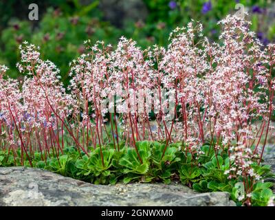 Saxifraga spathularis ist eine im Frühling Sommer blühende Pflanze mit einem rosa Sommer Blume allgemein bekannt saxifrage St. Patrick's Kohl, die ist Ein Wildflowe Stockfoto