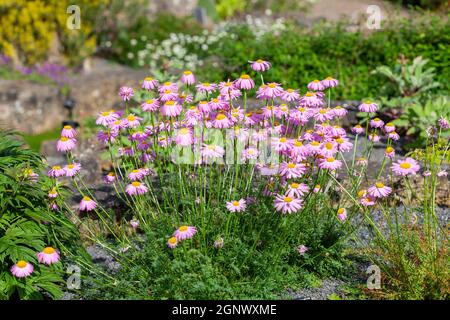 Tanacetum coccineum eine im Frühling Sommer blühende Pflanze mit einer rosa roten Sommerblüte allgemein bekannt als Painted Daisy, Stock Foto Bild Stockfoto