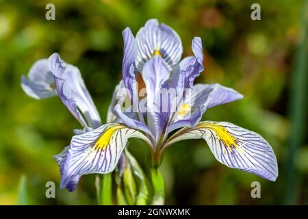 Iris missouriensis eine frühlingsblühende Pflanze mit einer blau violetten Frühlingsblume, die allgemein als Missouri Fla oder westliche blaue Flagge bekannt ist, Stock Photo imag Stockfoto