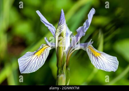 Iris missouriensis eine frühlingsblühende Pflanze mit einer blau violetten Frühlingsblume, die allgemein als Missouri Fla oder westliche blaue Flagge bekannt ist, Stock Photo imag Stockfoto