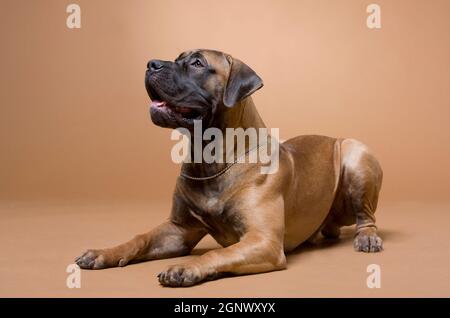 Große rote Hund südafrikanischen boerboel Rasse ist in fotografiert Ein Fotostudio auf rotem Hintergrund Stockfoto