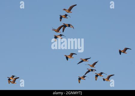 Durchschnittliche Schar von Großgänsen (Anser albifrons) im Frühlingsflug über dem morgendlichen blauen Himmel Stockfoto
