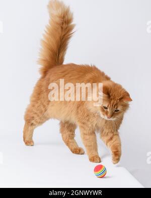 Erwachsene flauschige rote Katze spielt mit einer roten Kugel auf weißem Hintergrund, niedliches Tier Stockfoto