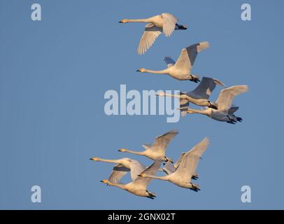 Große Schar erwachsener Singschwäne (Cygnus cygnus) fliegen zusammen am blauen Morgenhimmel Stockfoto