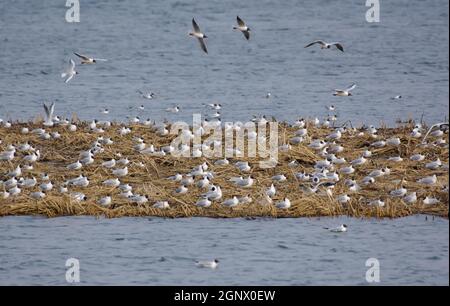 Die große Kolonie der Schwarzkopfmöwen (Chroicocephalus ridibundus) sitzt im frühen Frühjahr auf ihren Nestern auf einem kleinen Streifen Land im Wasser Stockfoto