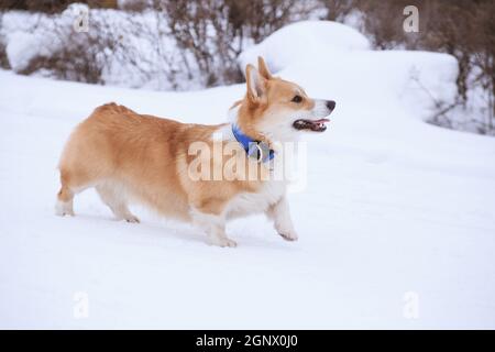 Welsh Corgi Pembroke roter Hund auf einem Winterspaziergang Der Park Stockfoto