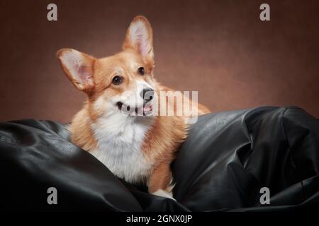 Der rot-weiße Hund der Welsh Corgi Pembroke Rasse liegt Auf einem schwarzen Ottoman Stockfoto