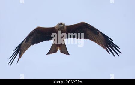 Schwarzer Drachen (Milvus migrans), der mit ausgebreiteten Flügeln auf der Suche nach Beute fliegt Stockfoto