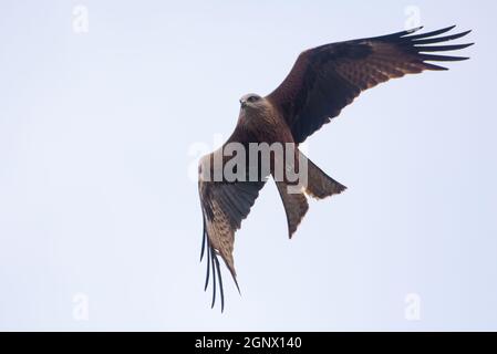 Fliegender schwarzer Drachen (Milvus migrans) macht eine scharfe Wendung in der Luft Stockfoto