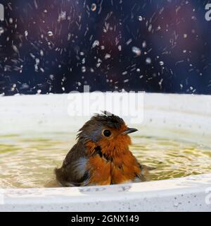 Nahaufnahme eines frechen Robin, der ein Herbstbad in einem britischen Gartenvogelbad nimmt Stockfoto