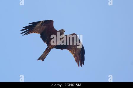 Schwarzer Drachen (Milvus migrans) steigt in blauem Himmel auf Stockfoto