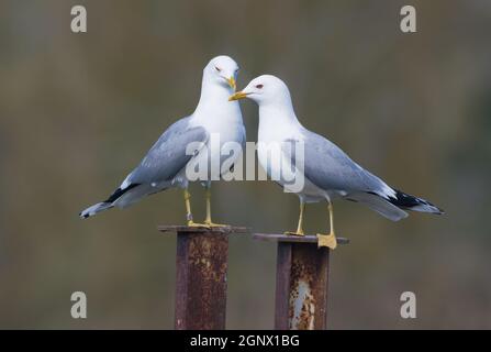 Ein Paar von männlichen und weiblichen Möwen (Larus canus), die sich während der Brutzeit auf dem Nestgebiet füreinander sorgen Stockfoto