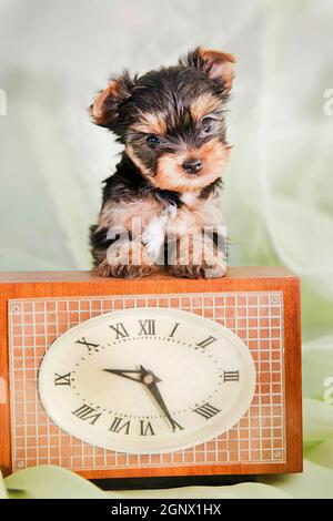 Ein kleiner süßer Welpe der Yorkshire Terrier Rasse steht, angelehnt an eine quadratische Uhr Stockfoto