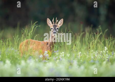 Überraschte Rehe, Capreolus capreolus, Buck, der sich in großer Vegetation versteckte und in die Kamera schaute. Sommerlandschaft mit wilden Tieren, die auf Heu starren Stockfoto