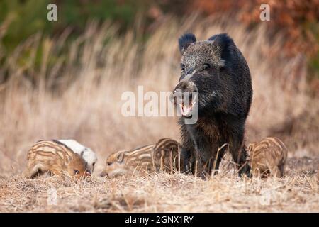 Familie Wildschwein, sus scrofa, Beweidung auf trockenem Feld im Herbst Natur. Ausgewachsene Schweine mit offenem Maul und Ferkeln auf Grünland. Gruppe von Wildschweinen beim Spielen Stockfoto