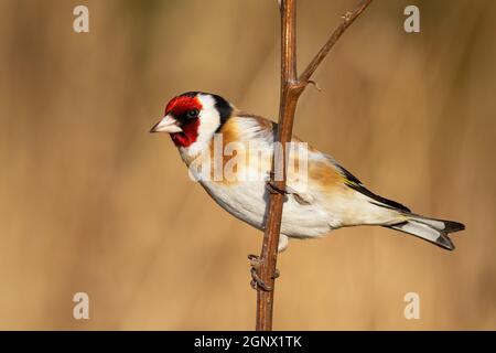 Europäischer Goldfink, carduelis carduelis, sitzend auf Zweig in der Winternatur. Gefiedertes Tier mit rotem Kopf, das auf dem Ast ruht. Wilder kleiner Vogel Stockfoto