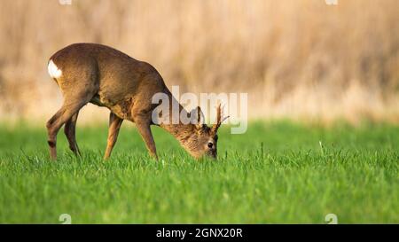 Männliche Rehe, capreolus capreolus, grasen auf frischem Gras auf Wiese im Frühling. Roebuck Fütterung mit frischen Pflanzen auf Heufeld aus der Seitenansicht. Ani Stockfoto