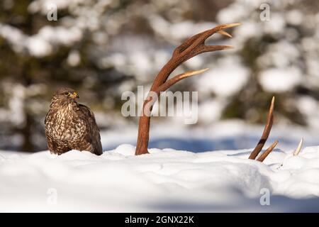 Bussard, buteo buteo, Blick auf das Geweih auf Schnee im Winter. Greifvogel sitzt neben getöteten Hirschen auf schneebedecktem Feld. Gefiederte Tieruhr Stockfoto