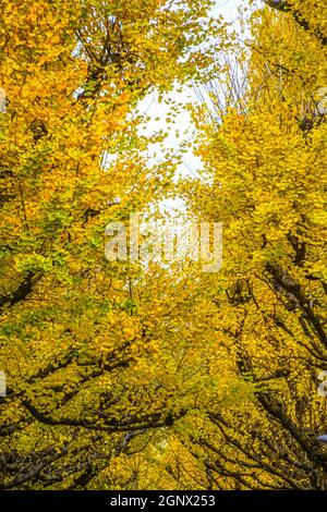 Ginkgo Schrein äußeren Garten Ginkgo Reihe von Bäumen. Aufnahmeort: Metropolregion Tokio Stockfoto
