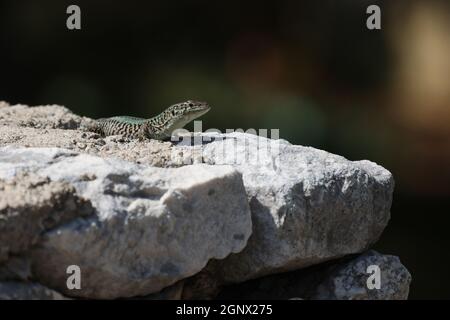 Grüne Eidechse sitzt auf Felsen und sonnt sich. Stockfoto