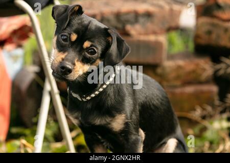 pinscher Hund auf einer Sommerwiese Stockfoto