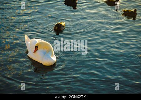 Stockholm Lira See Swan County. Drehort: Schweden, Stockholm Stockfoto