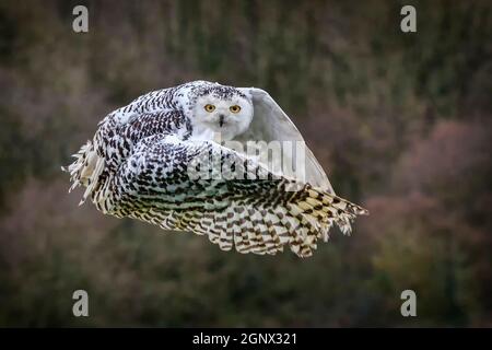 Schneeule mit ihren Flügeln im Flug ausgebreitet Stockfoto