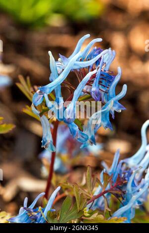 Corydalis flexuosa 'China Blue' eine Frühlings-Rhizomatöse Staudenblüte Stockfoto