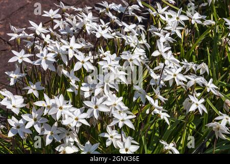 Allium moly 'Jeannine' eine frühlingsblühende Pflanze Stockfoto