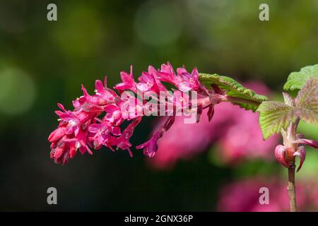 Ribes sanguineum 'King edward VII' ein frühfrühlingshafter dunkelroter Blütenstrauch, der allgemein als blühende Johannisbeere bekannt ist Stockfoto