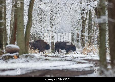 Zwei Erwachsene europäische Bisons (Bison bonasus) überqueren Wald Schotterstraße im Winter, Bialowieza Wald, Polen, Europa Stockfoto