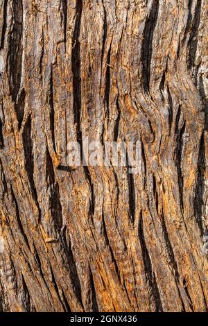 Edelkastanie (Castanea sativa) braun Baumrinde Makro Nahaufnahme Textur Hintergrund manchmal als spanische Kastanie bekannt, Stock Foto Bild Stockfoto