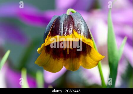 Fritillaria Michailovskyi allgemein bekannt als Fritillaria Michailovski eine gemeinsame Frühlingsblume bauchige fritillary blühende Pflanze, Stock Foto Bild Stockfoto