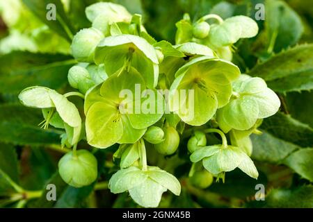 Helleborus argutifolius eine halbimmergrüne Winterpflanze mit einer gelb-grünen Frühlingsblume, Stockfoto Stockfoto