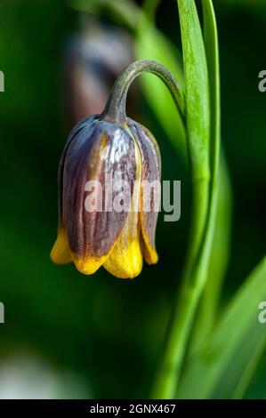 Fritillaria uva vulpis allgemein bekannt als Fox's Traube fritillary eine gemeinsame Frühlingsblume bulbous blühende Pflanze, Stock Foto Bild Stockfoto