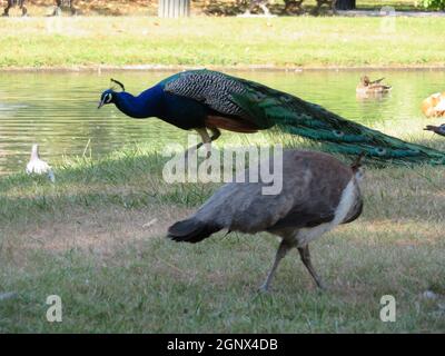 Schöner Pfau von fantastisch hellen Farben von langen Federn Stockfoto
