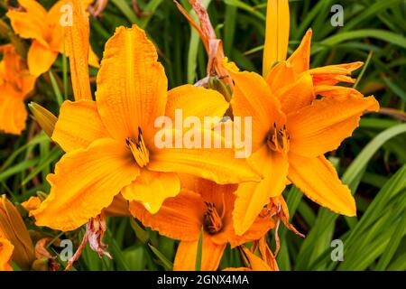 Hemerocallis 'Burning Daylight' eine frühlingsblühende Pflanze, die allgemein als Taglilie bekannt ist Stockfoto