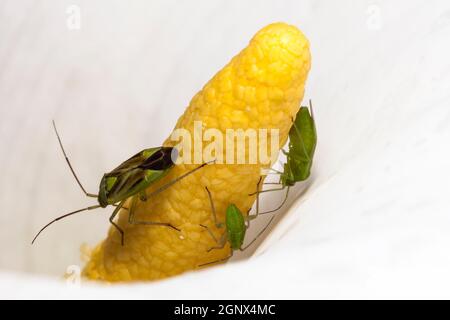 Gemeiner Grünlappentaun mit Nymphe (Lygocoris pabulinus) auf einer Arumlilie Stockfoto