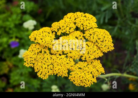 Achillea fillpendulina 'Gold Plate' eine Sommer blühende Pflanze allgemein als Schafgarbe oder Goldplatte bekannt Stockfoto