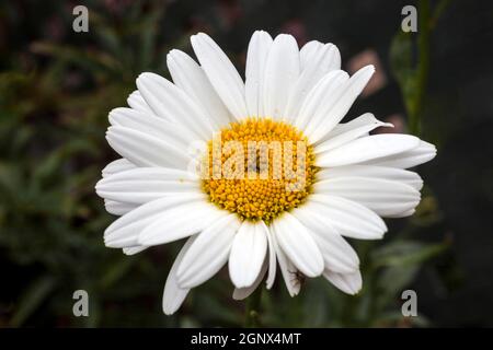 Leucanthemum x superbum 'Becky' eine im Frühling Sommer blühende Pflanze, die allgemein als Shasta Daisy bekannt ist Stockfoto