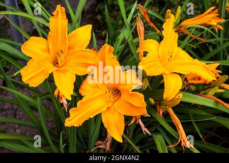 Hemerocallis 'Burning Daylight' eine frühlingsblühende Pflanze, die allgemein als Taglilie bekannt ist Stockfoto