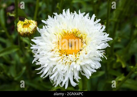 Leucanthemum x superbum 'Engelina' eine im Frühling Sommer blühende Pflanze, die allgemein als Shasta Daisy bekannt ist Stockfoto