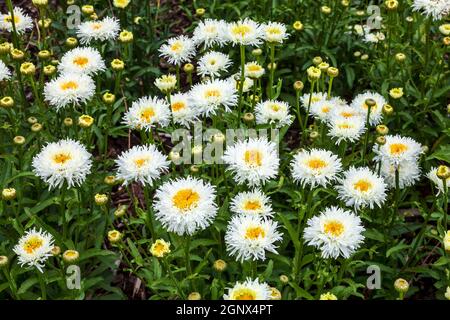 Leucanthemum x superbum 'Engelina' eine im Frühling Sommer blühende Pflanze, die allgemein als Shasta Daisy bekannt ist Stockfoto